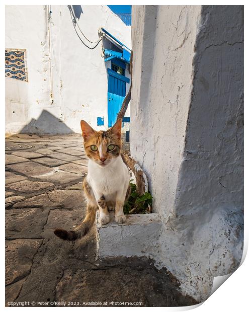 Tunisian Cat Print by Peter O'Reilly