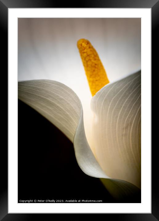 Arum Lily Framed Mounted Print by Peter O'Reilly