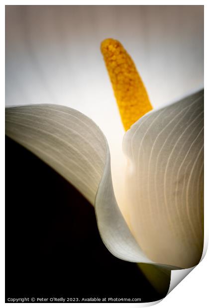 Arum Lily Print by Peter O'Reilly