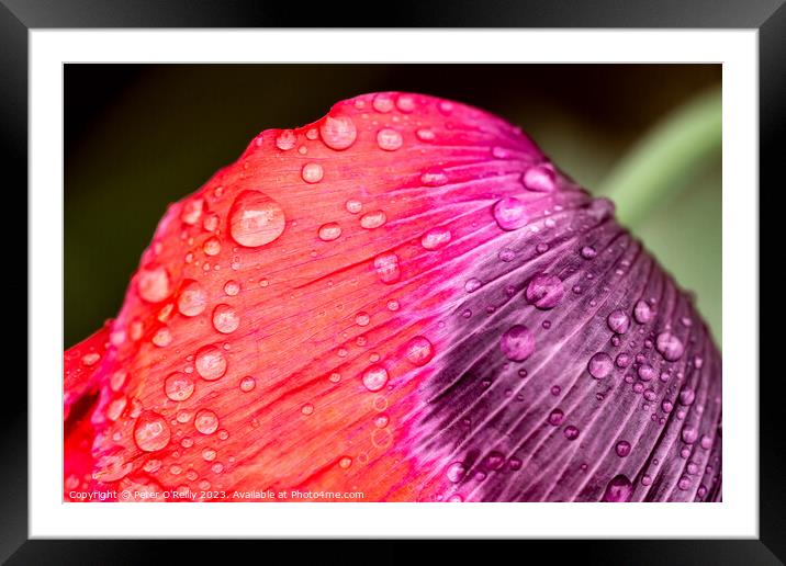 Poppy Petal Framed Mounted Print by Peter O'Reilly