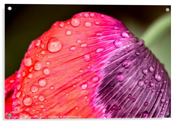 Poppy Petal Acrylic by Peter O'Reilly