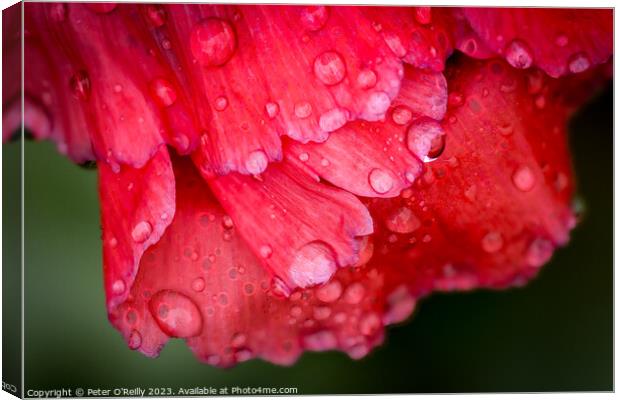 Poppy Drops Canvas Print by Peter O'Reilly