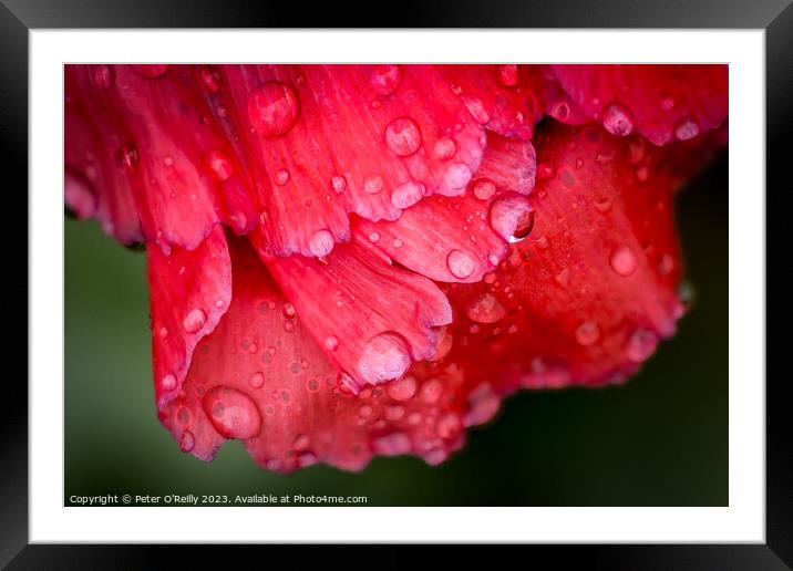 Poppy Drops Framed Mounted Print by Peter O'Reilly