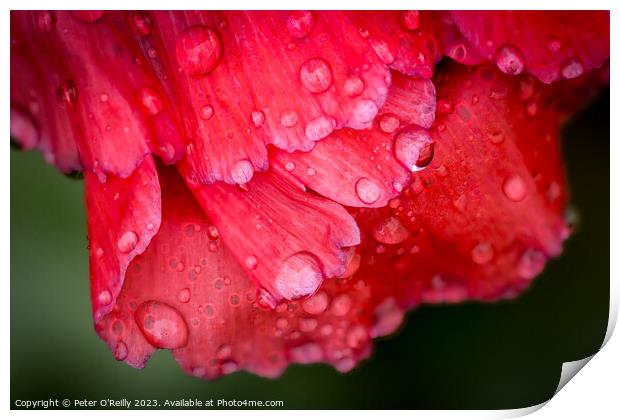 Poppy Drops Print by Peter O'Reilly