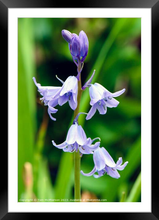 Enthralling Bluebell Woodland Display Framed Mounted Print by Tom McPherson
