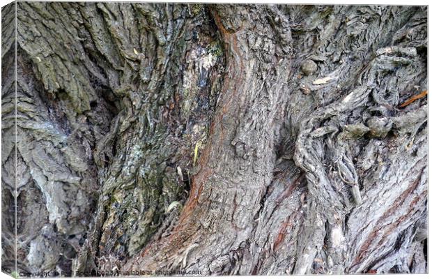 Willow bark, Thirsk Canvas Print by Paul Boizot
