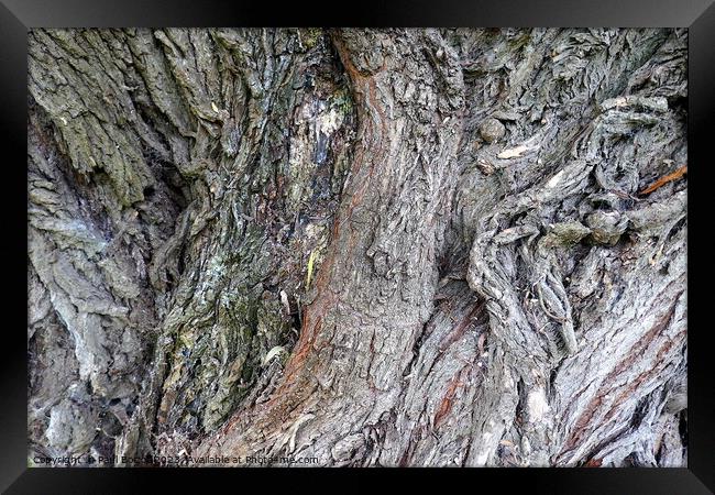 Willow bark, Thirsk Framed Print by Paul Boizot