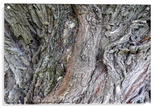 Willow bark, Thirsk Acrylic by Paul Boizot