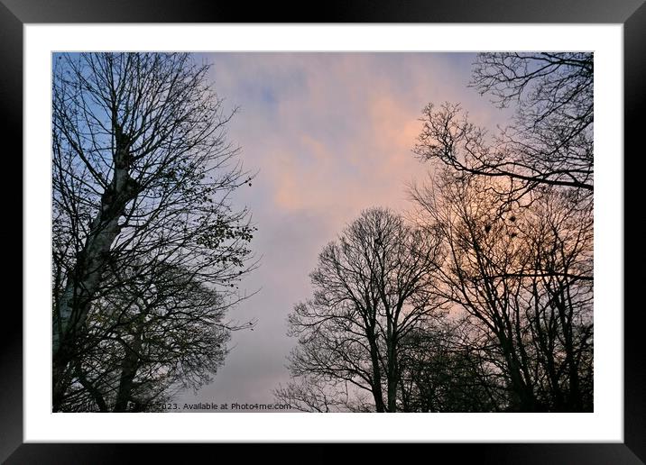 December trees, late afternoon Framed Mounted Print by Paul Boizot