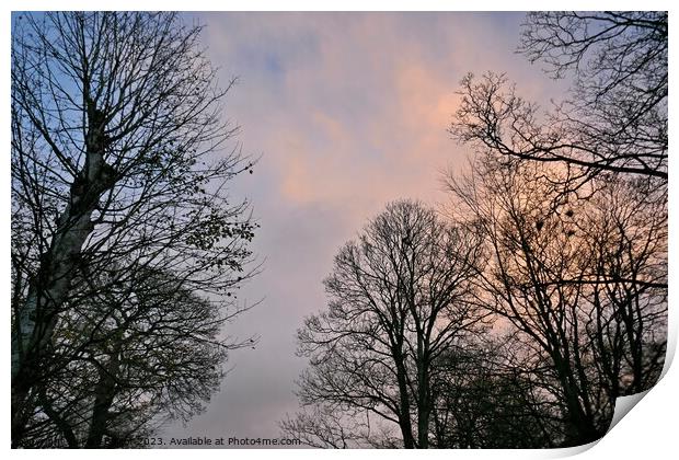 December trees, late afternoon Print by Paul Boizot