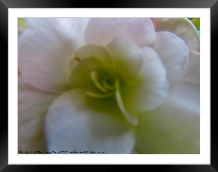 White Begonia Framed Mounted Print by Stephanie Moore