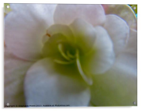White Begonia Acrylic by Stephanie Moore