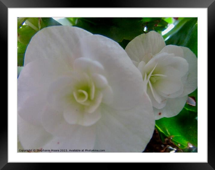 White begonias closeup Framed Mounted Print by Stephanie Moore