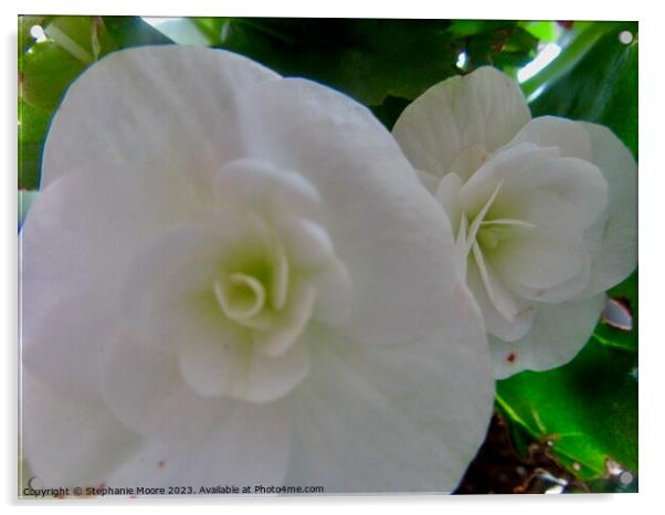 White begonias closeup Acrylic by Stephanie Moore