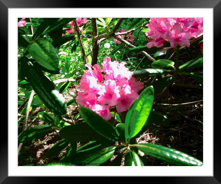 Pink Rhododendrons Framed Mounted Print by Stephanie Moore