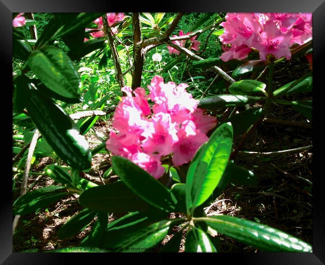Pink Rhododendrons Framed Print by Stephanie Moore