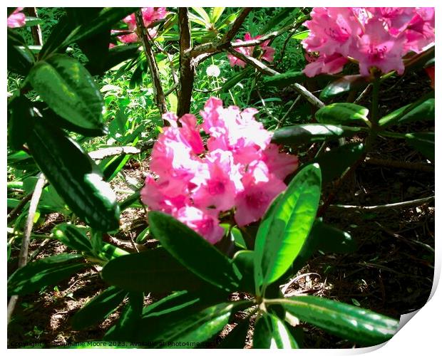 Pink Rhododendrons Print by Stephanie Moore