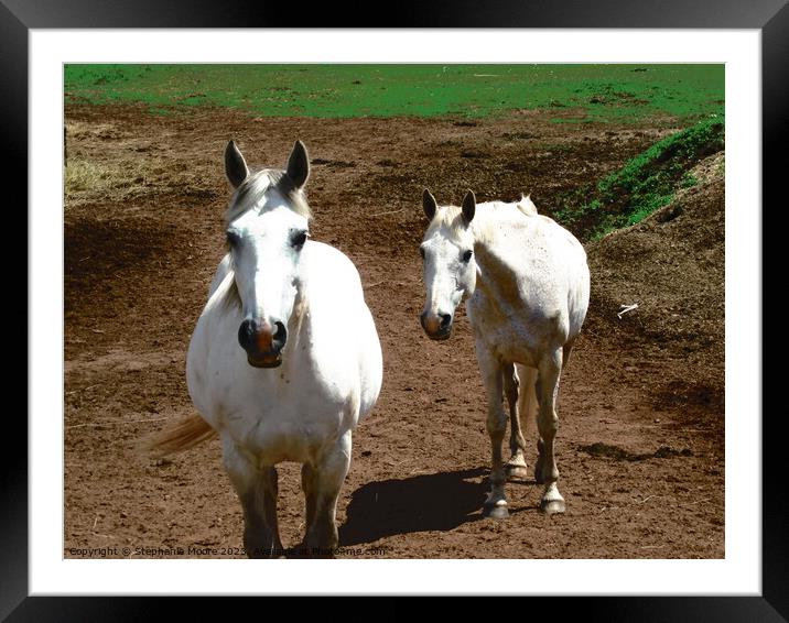 Two White Horses Framed Mounted Print by Stephanie Moore