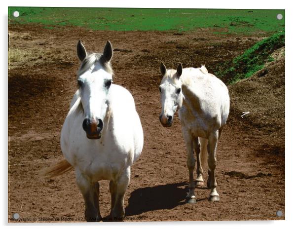 Two White Horses Acrylic by Stephanie Moore