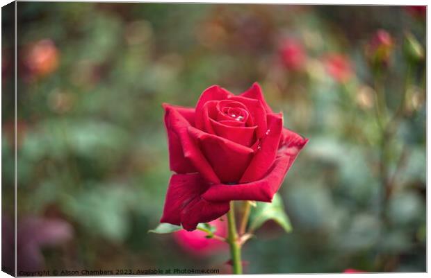 Single Red Rose Canvas Print by Alison Chambers