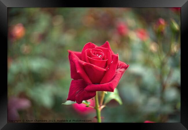 Single Red Rose Framed Print by Alison Chambers