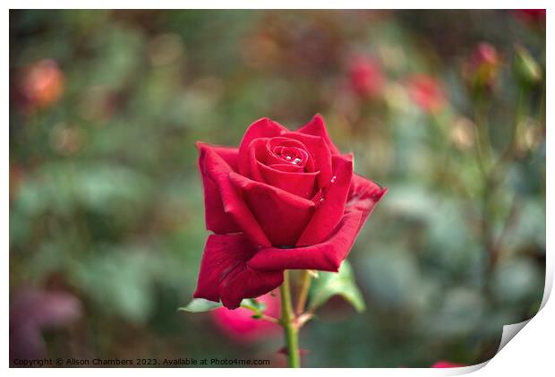 Single Red Rose Print by Alison Chambers