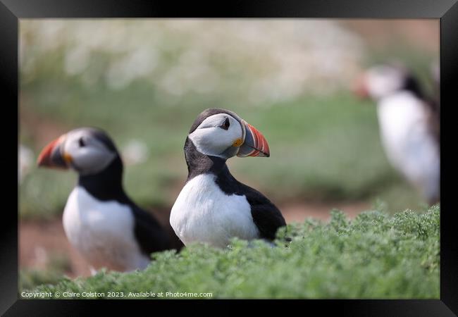 Puffin Framed Print by Claire Colston