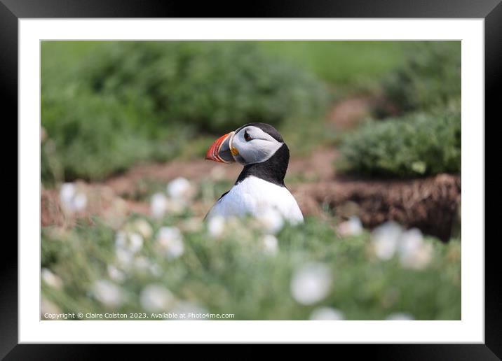 Puffin Framed Mounted Print by Claire Colston