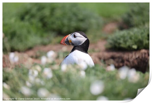 Puffin Print by Claire Colston