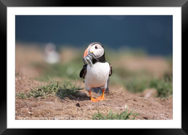 Puffin with sand eels Framed Mounted Print by Claire Colston