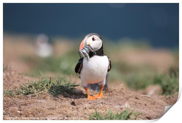 Puffin with sand eels Print by Claire Colston