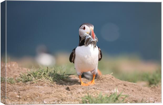 Puffin with sand eels Canvas Print by Claire Colston