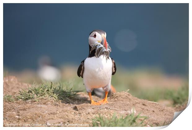 Puffin with sand eels Print by Claire Colston