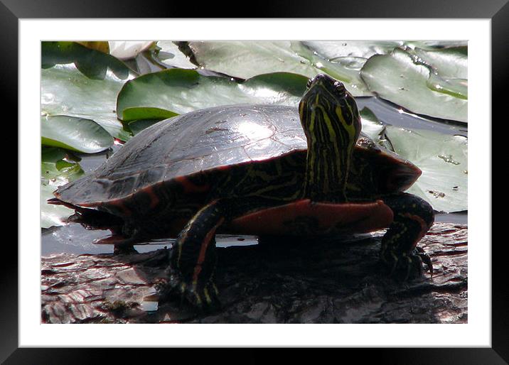 turtle Framed Mounted Print by wendy pearson