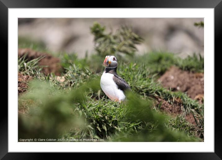 Puffin in the Wild Framed Mounted Print by Claire Colston