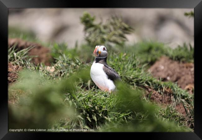 Puffin in the Wild Framed Print by Claire Colston