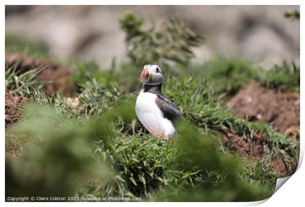 Puffin in the Wild Print by Claire Colston