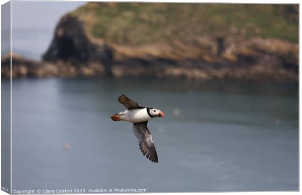 Puffin in flight Canvas Print by Claire Colston