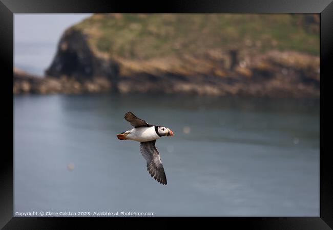Puffin in flight Framed Print by Claire Colston