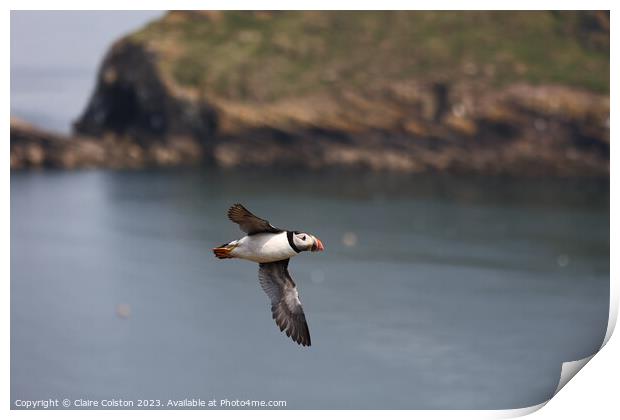 Puffin in flight Print by Claire Colston