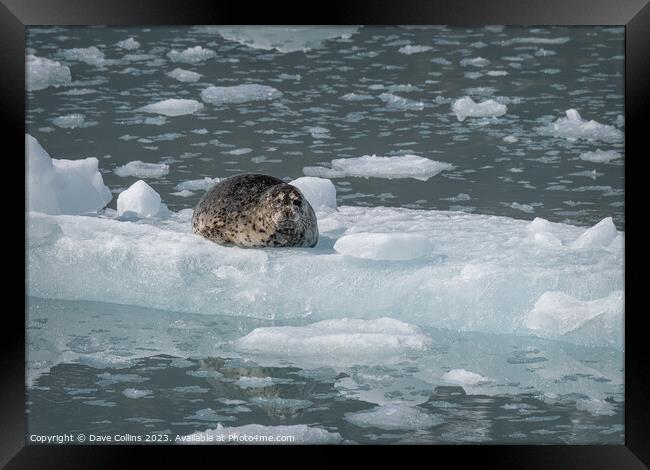 Harbour Seal on a growler (small iceberg) in an ice flow in College Fjord, Alaska, USA Framed Print by Dave Collins