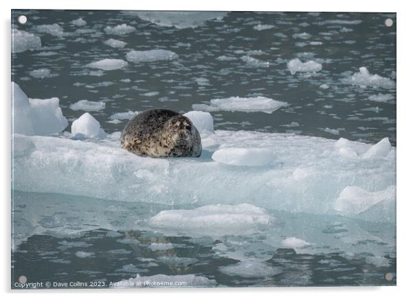 Harbour Seal on a growler (small iceberg) in an ice flow in College Fjord, Alaska, USA Acrylic by Dave Collins