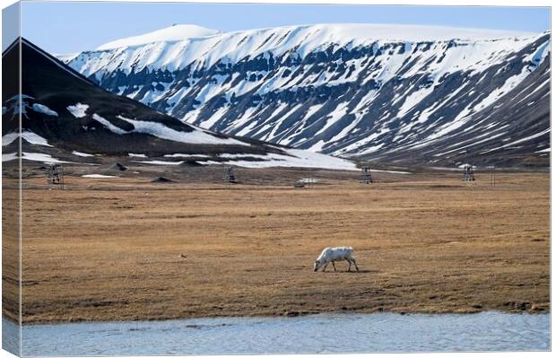  A Lone Reindeer Grazing on the Svalbard Tundra Canvas Print by Martyn Arnold
