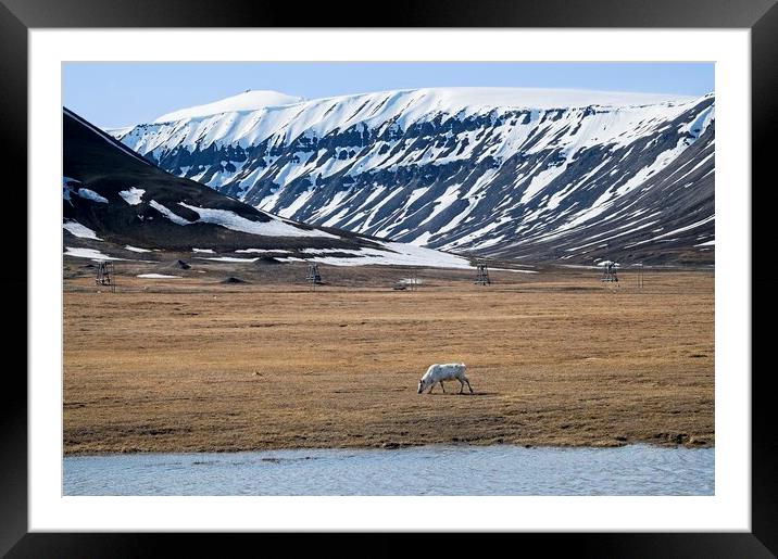  A Lone Reindeer Grazing on the Svalbard Tundra Framed Mounted Print by Martyn Arnold