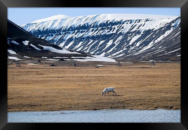  A Lone Reindeer Grazing on the Svalbard Tundra Framed Print by Martyn Arnold