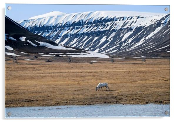  A Lone Reindeer Grazing on the Svalbard Tundra Acrylic by Martyn Arnold