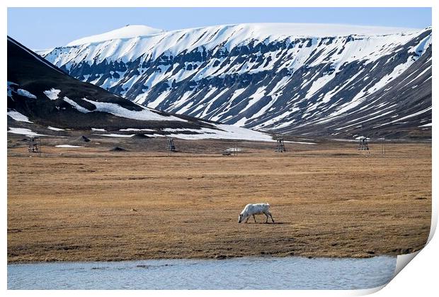  A Lone Reindeer Grazing on the Svalbard Tundra Print by Martyn Arnold