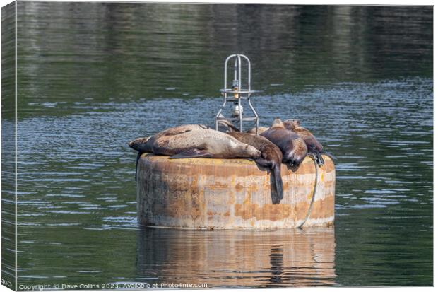 Steller Sea lions resting on a mooring buoy in Price William Sound, Alaska, USA Canvas Print by Dave Collins