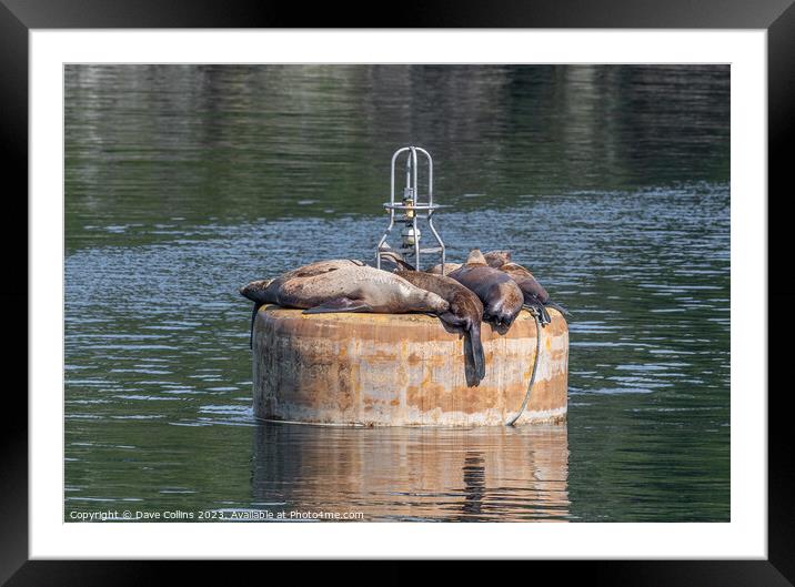 Steller Sea lions resting on a mooring buoy in Price William Sound, Alaska, USA Framed Mounted Print by Dave Collins