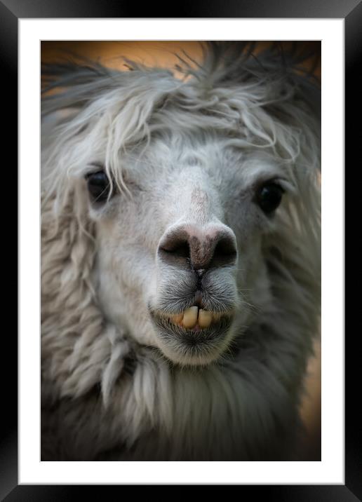 Alpaca Lama Pacos Snout Portrait Framed Mounted Print by Artur Bogacki